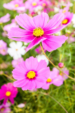 Pink cosmos flower close up