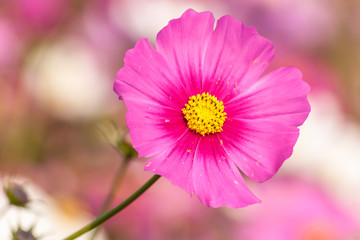 Obraz premium Pink cosmos flower close up
