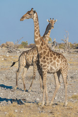 Giraffes in Namib