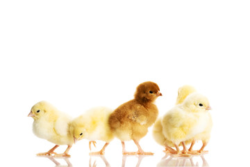 Group of small chicken.