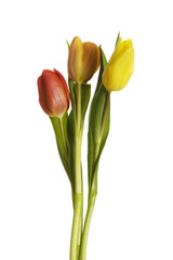 Fresh tulips flowers.