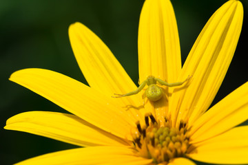 Yellow spider on  the yellow flower