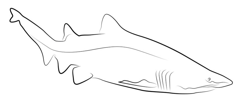 Shark Simplified Contour Silhouette