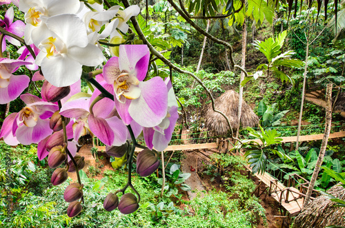 "Orchideen im Tropischen Regenwald" Stockfotos und lizenzfreie Bilder