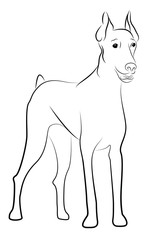 Doberman Pinscher contour silhouette