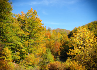 Fototapeta premium autumn trees