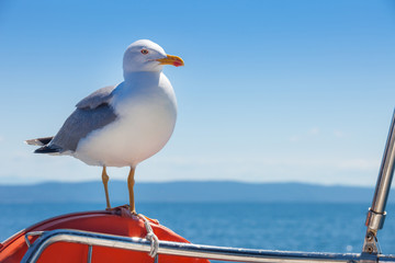 Seagull