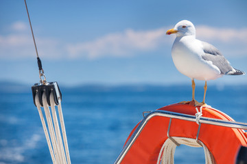 Obraz na płótnie Canvas Seagull