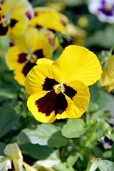 Yellow Pansy or viola flower.