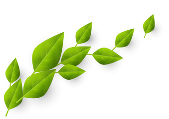 Green leaves background