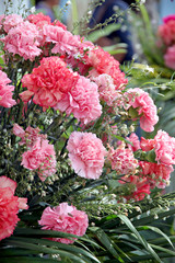 Soft orange carnation.