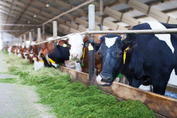 Cow in Stable