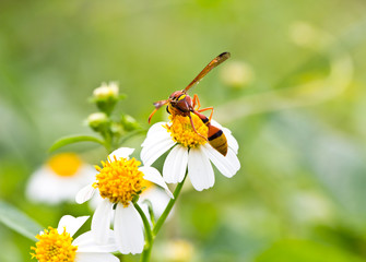 Wasp on the chamomile flower nectar.