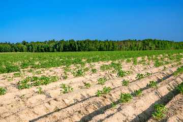 potato field