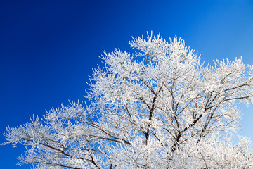 trees in the winter covered with snow