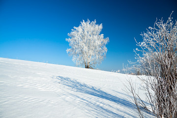 winter landscape with a lonely tree and the blue sky