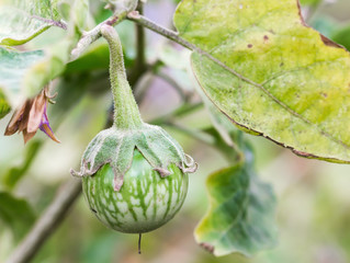 Green Cockroach berry on tree