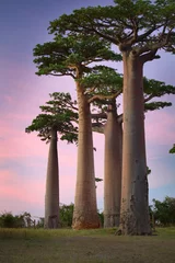 Fototapete Rund Baobabs © Dudarev Mikhail
