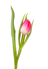 Tulip isolated on white 
