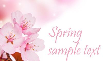 Spring background with pink blossom 