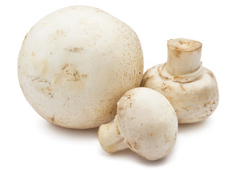 Champignon mushrooms