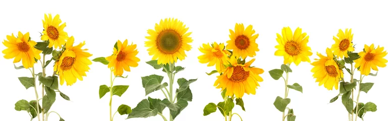 Fototapete Sonnenblumen Sonnenblumen isoliert auf weiß