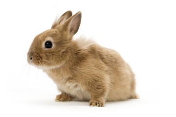 baby rabbit