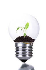 Green eco energy concept. Plant growing inside light bulb,