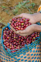 arabica coffee berries on hand
