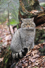 Wildkatze Tarnung