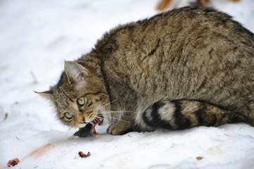 Wildkatze mit Beute © Xaver Klaussner