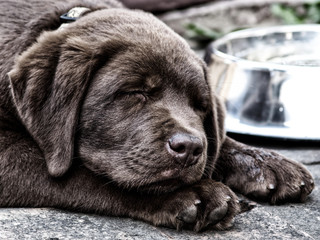 labrador puppy