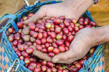 Close up arabica coffee berries on hand.