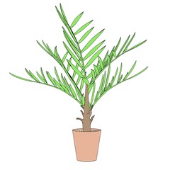 cartoon image of palm tree