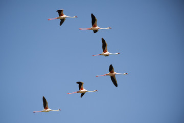 Lesser Flamingo group flying against blue sky.