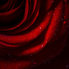 Naklejka premium Natural red roses background