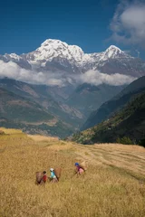 Poster Women harvesting millet with Annapurna range in background © ykumsri