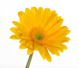 Colored gerber flower