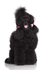 black poodle dog