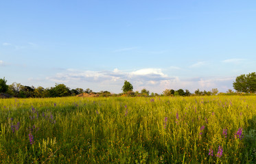 landscape with field