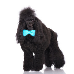 poodle dog in a bow tie
