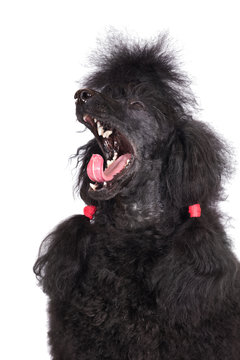 funny dog yawning