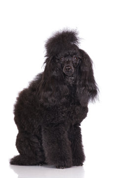 black poodle dog portrait