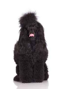 adorable black poodle dog