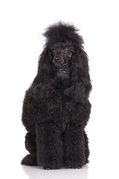 black poodle portrait