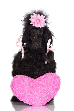 poodle dog with pink soft heart