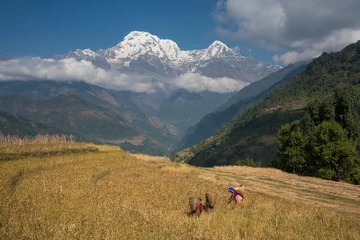 Rolgordijnen Women harvesting millet with Annapurna range in background © ykumsri