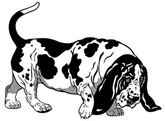 basset black white