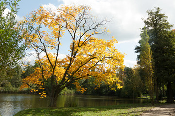 Herbstbaum am See