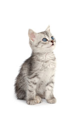 Gray kitten isolated on white